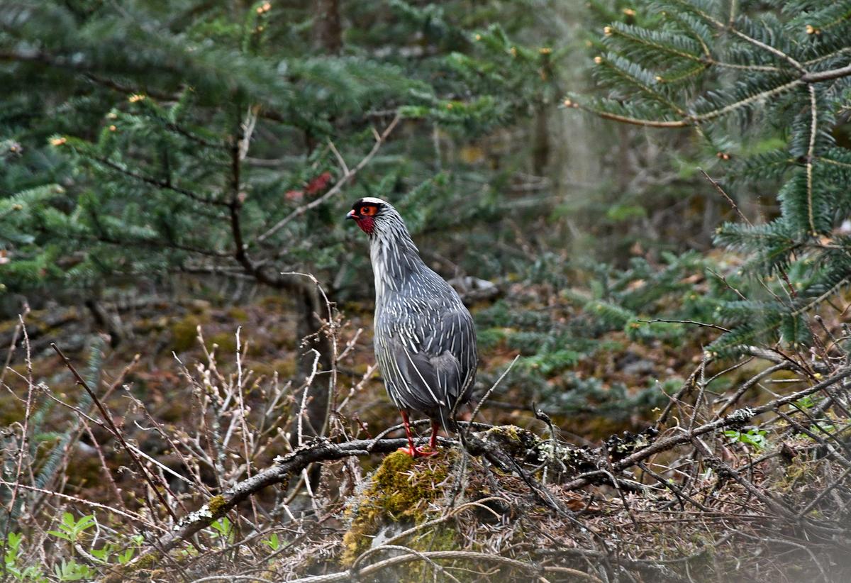 Blood Pheasant, State Bird of Sikkim