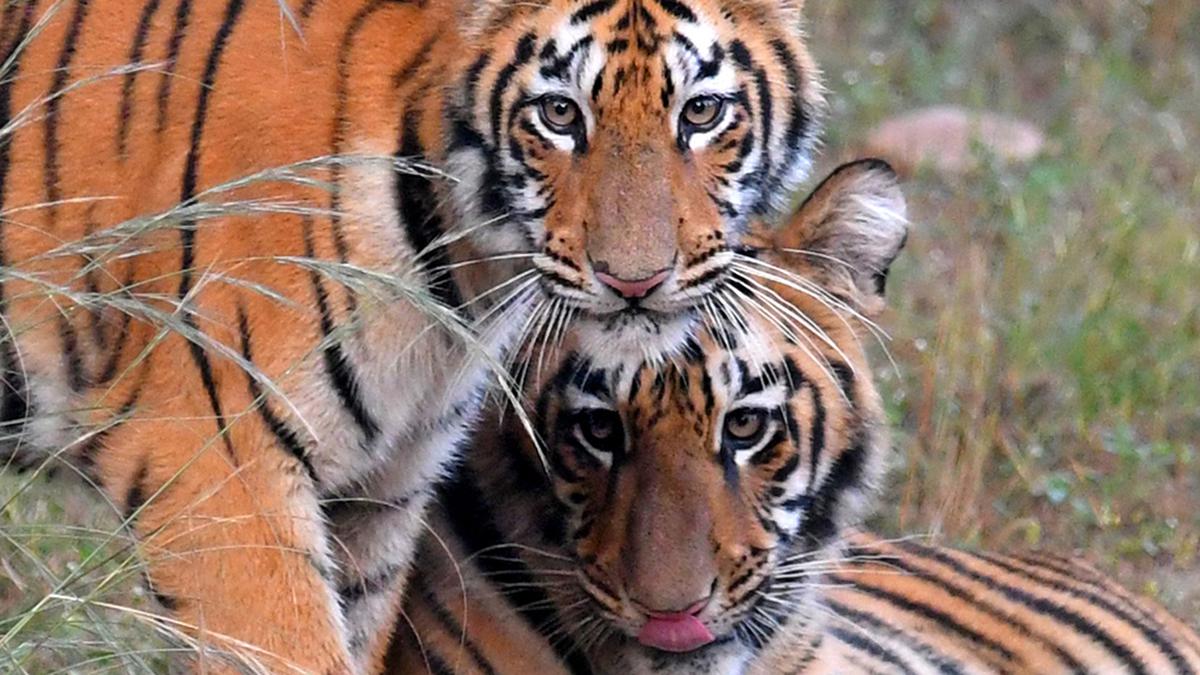 Explained | Can we democratise tiger conservation in India?
Premium