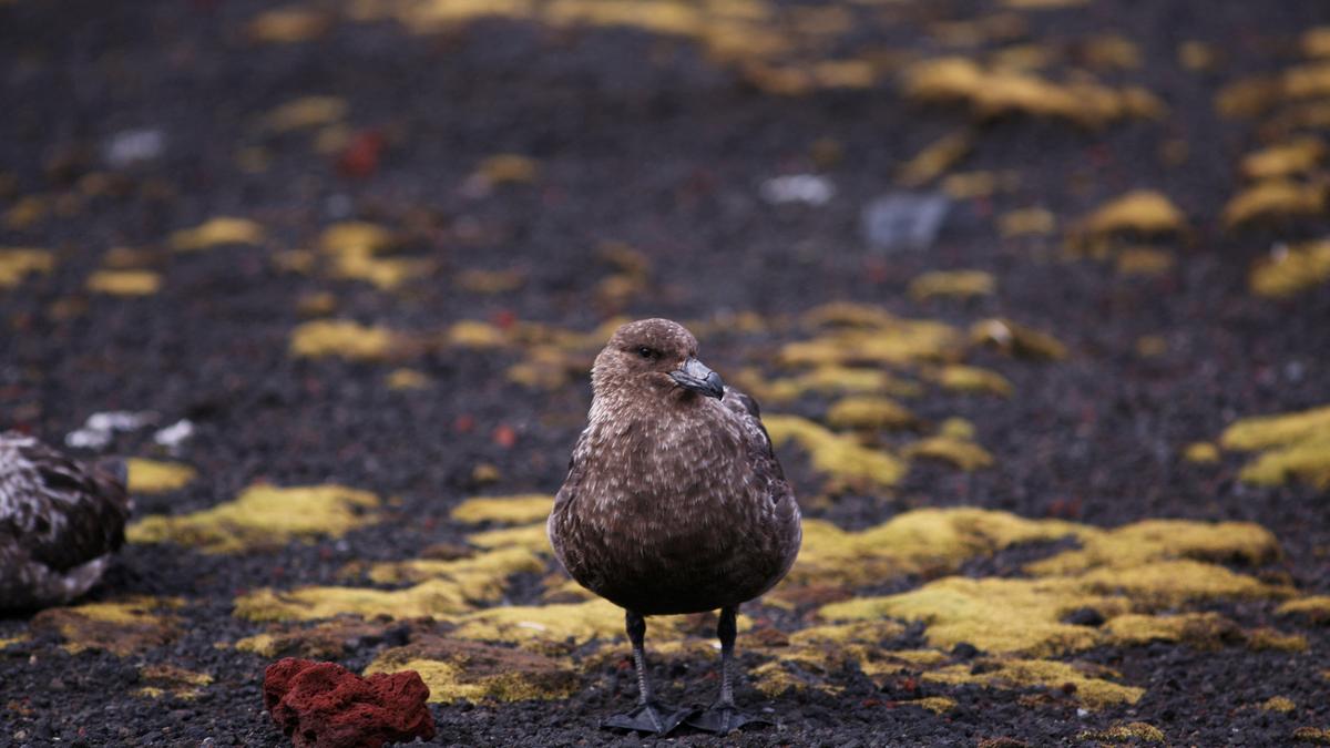 How skuas, frigatebirds, and gulls are helping spread avian influenza
Premium