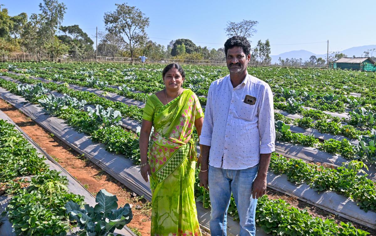 K Satyanarayana and his wife Sandhya who were given best farmer awards for natural farming techniques by AP state government at their Janani strawberry farm at Lambasingi. 