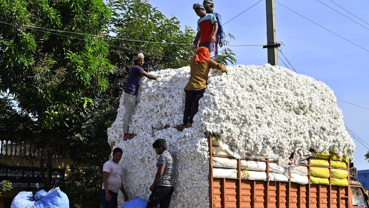 Trump tariffs impact: Government extends duty-free cotton imports by three months till December 31