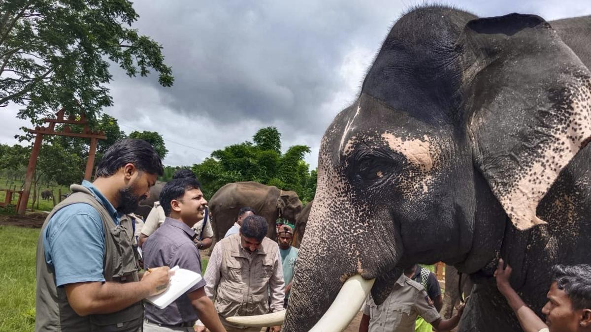 Forest department begins health assessment of elephants for Mysuru Dasara