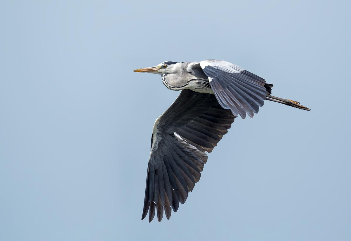 A Grey Heron in flight 