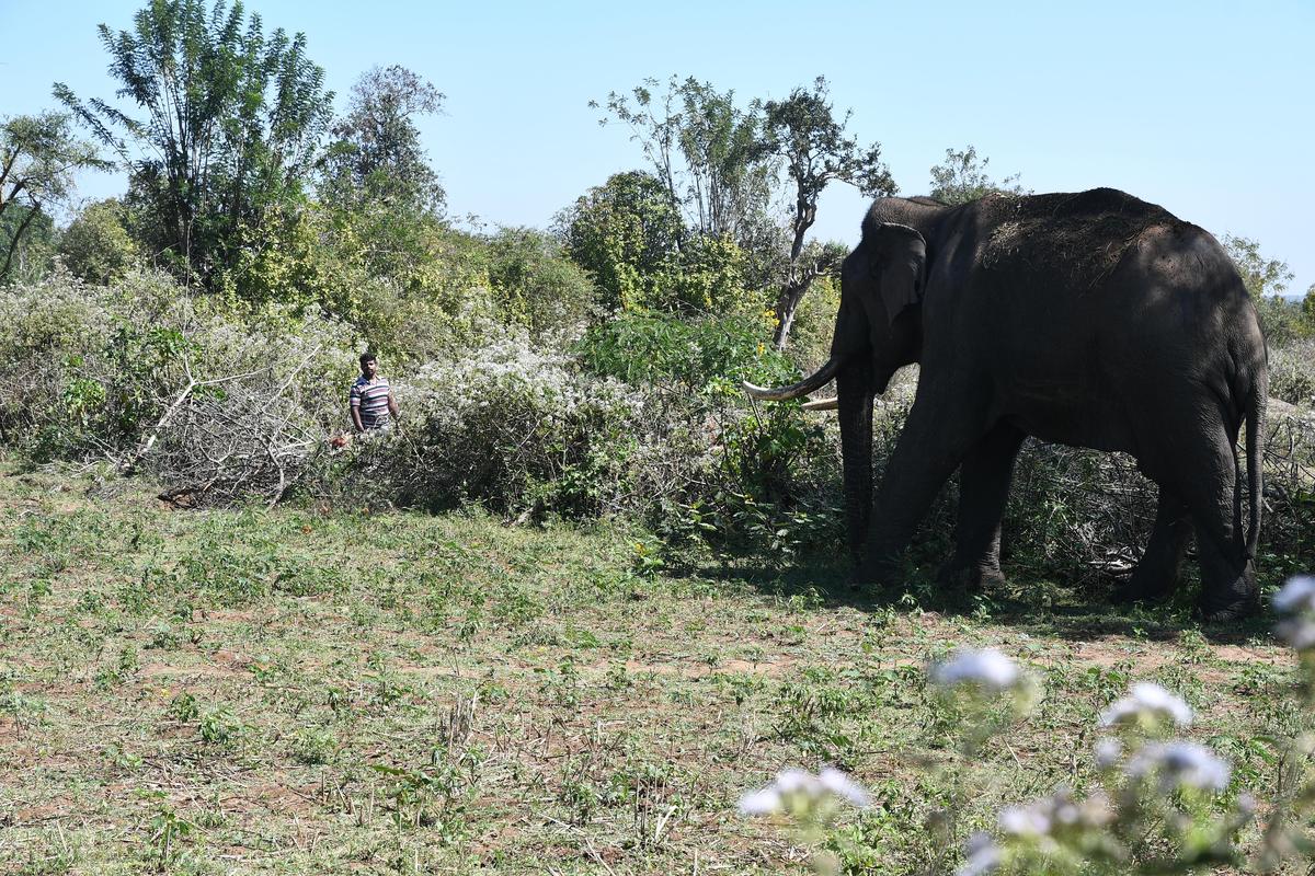 The famed elephant Ronaldo, in the buffer zone of Mudumalai tiger reserve on Sept 15, 2023.