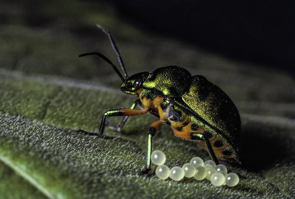 A pentatomid bug laying eggs by K Jayaram