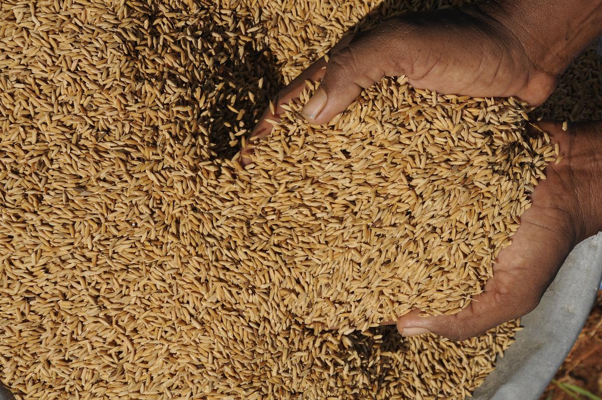 As many as 100 traditional varieties of paddy seeds were on display As many as 100 traditional varieties of paddy seeds were on display