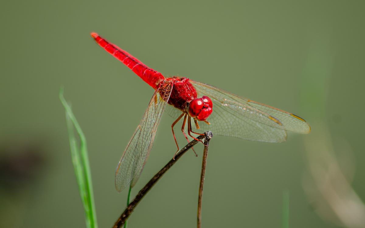 Ruddy Marsh Skimmer (Crocothemis servilia) captured by a volunteer in Hyderabad during the Dragonfly Festival.