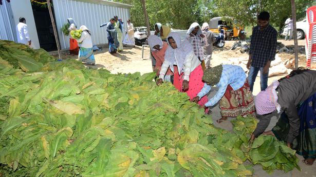 Andhra Pradesh: Tobacco growers a disappointed lot over per barn quota