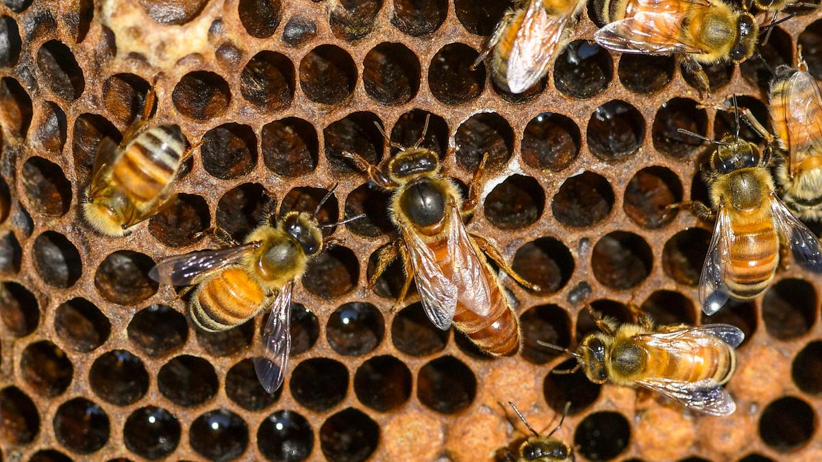 Sci-Five | The Hindu Science: Bees in Focus