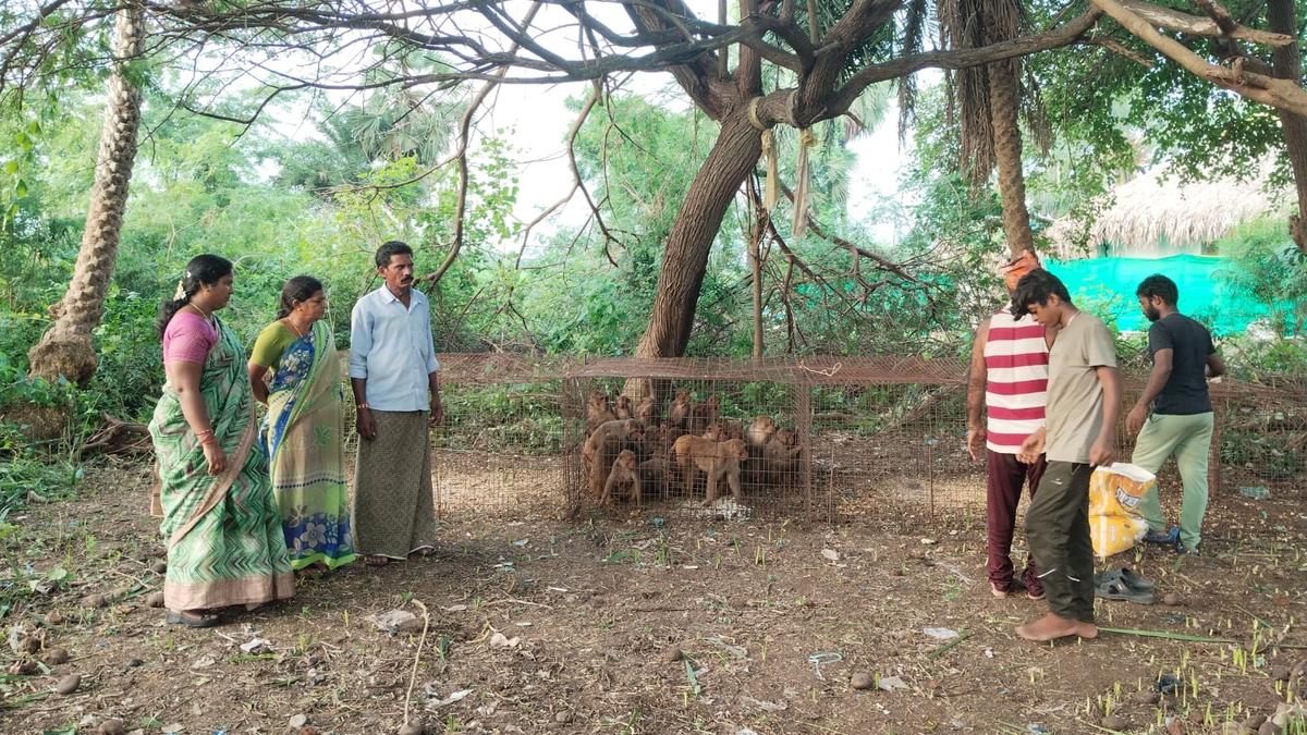 Villagers relieved after officials capture troop of monkeys in Andhra Pradesh