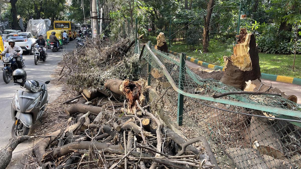 Tree fall incidents double in Bengaluru this monsoon, three killed