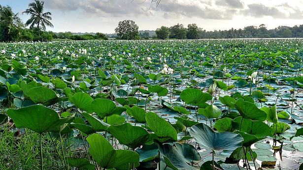 Tender soon for State’s biggest floating solar project in West Kallada, Kollam