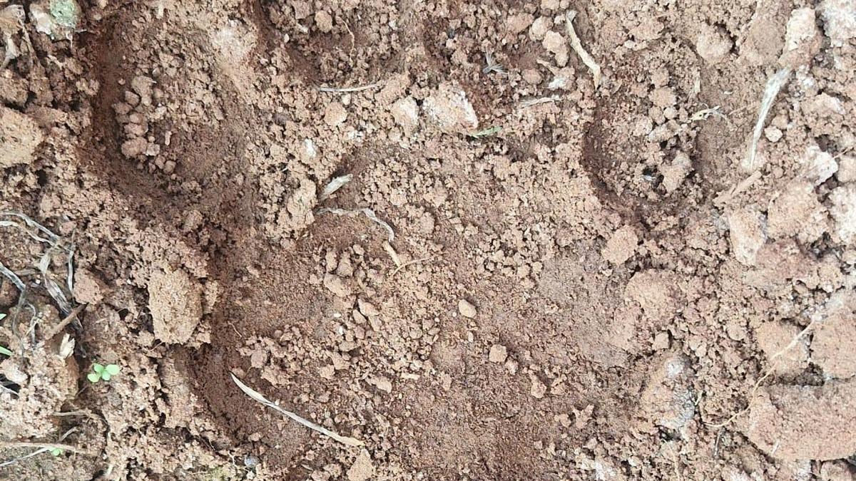 Tiger roaming in Buttayagudem confirmed as male; sub-adult with poor hunting skills