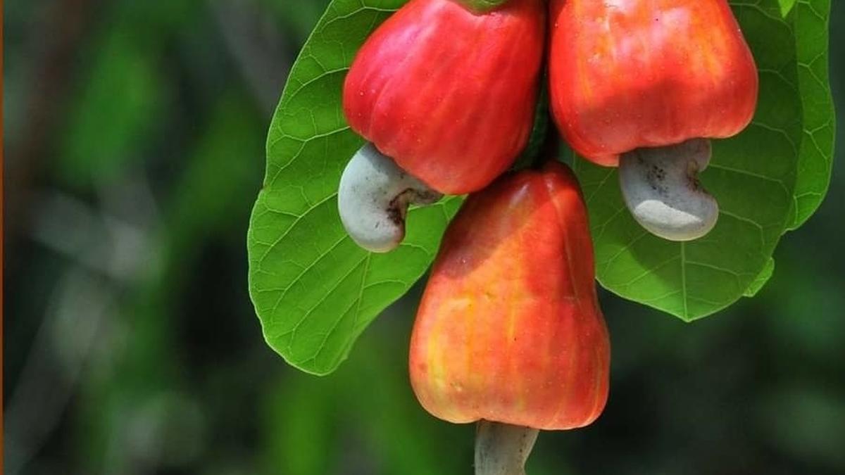 Kerala State Cashew Development Corporation sells products worth ₹17 crore during Onam