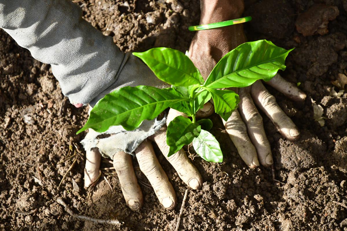 Workers plant new saplings in Chikkamagaluru district.