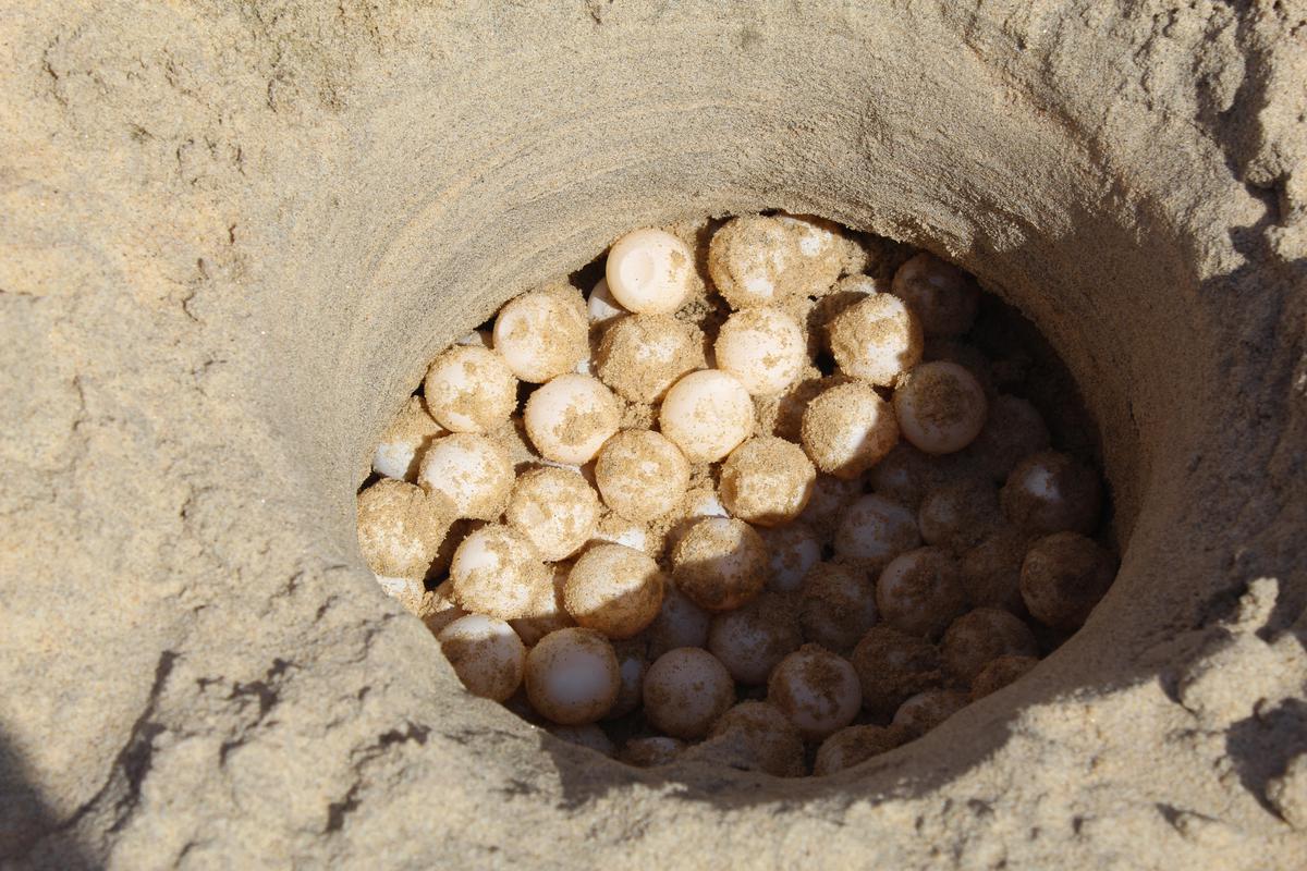 Olive Ridley turtle eggs.