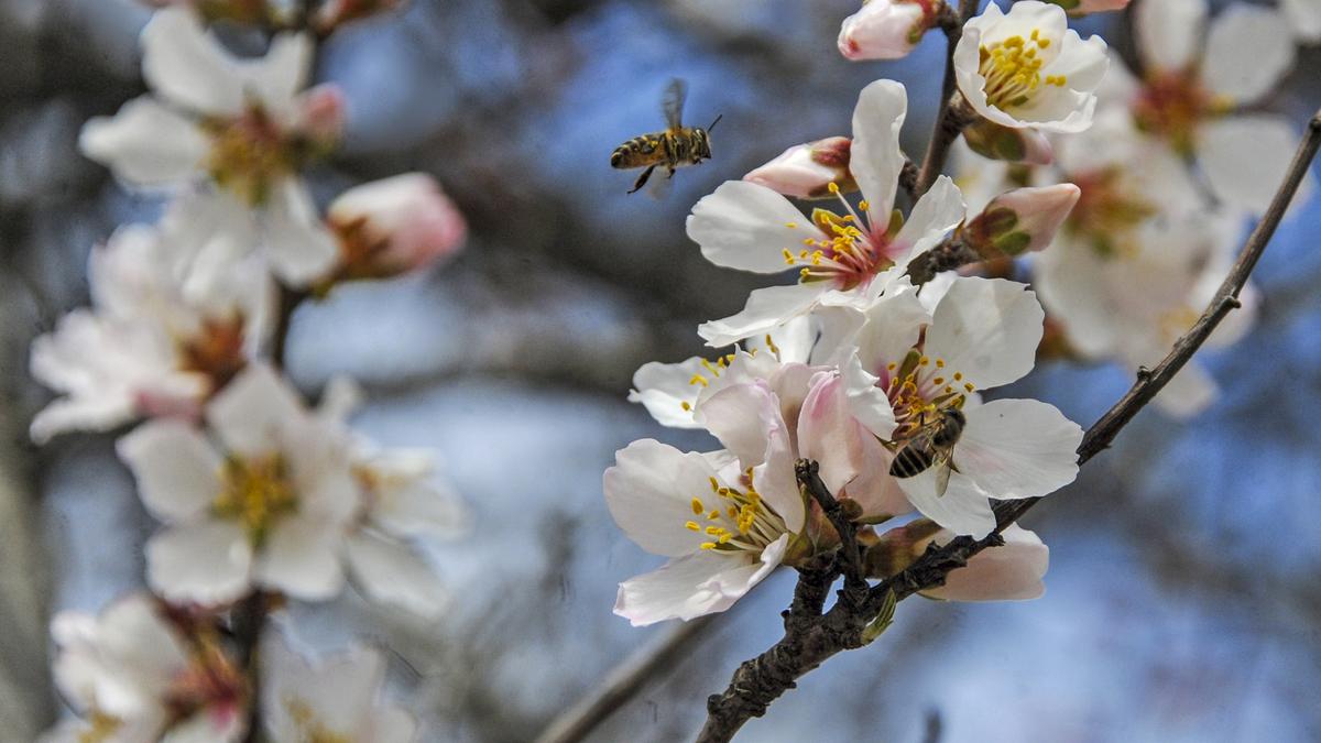 News in Frames: Honey flows in Ramhama