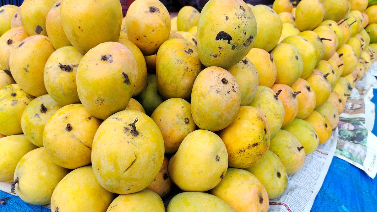 Daily Quiz | On mangoes