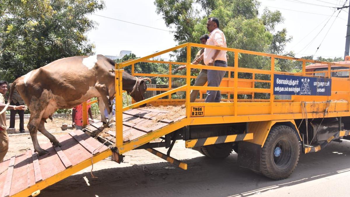 Coimbatore Corporation initiates action to curb stray cattle menace