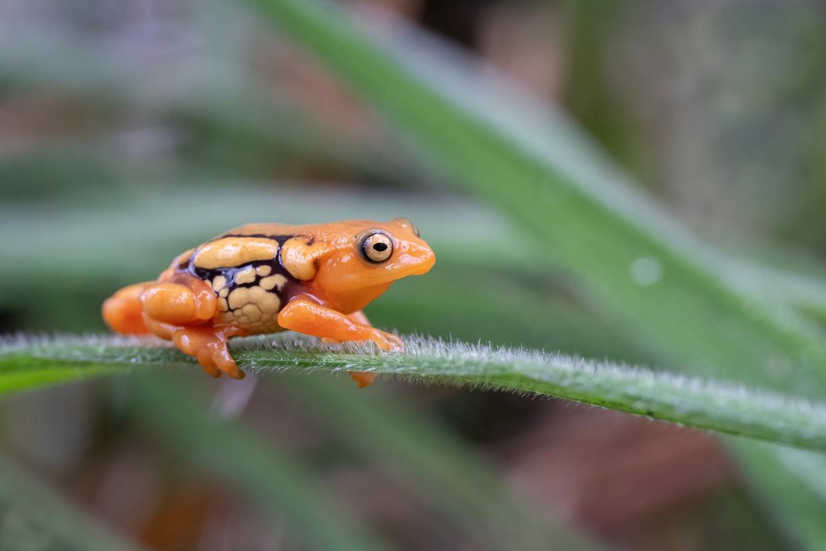 Resplendent shrub frog