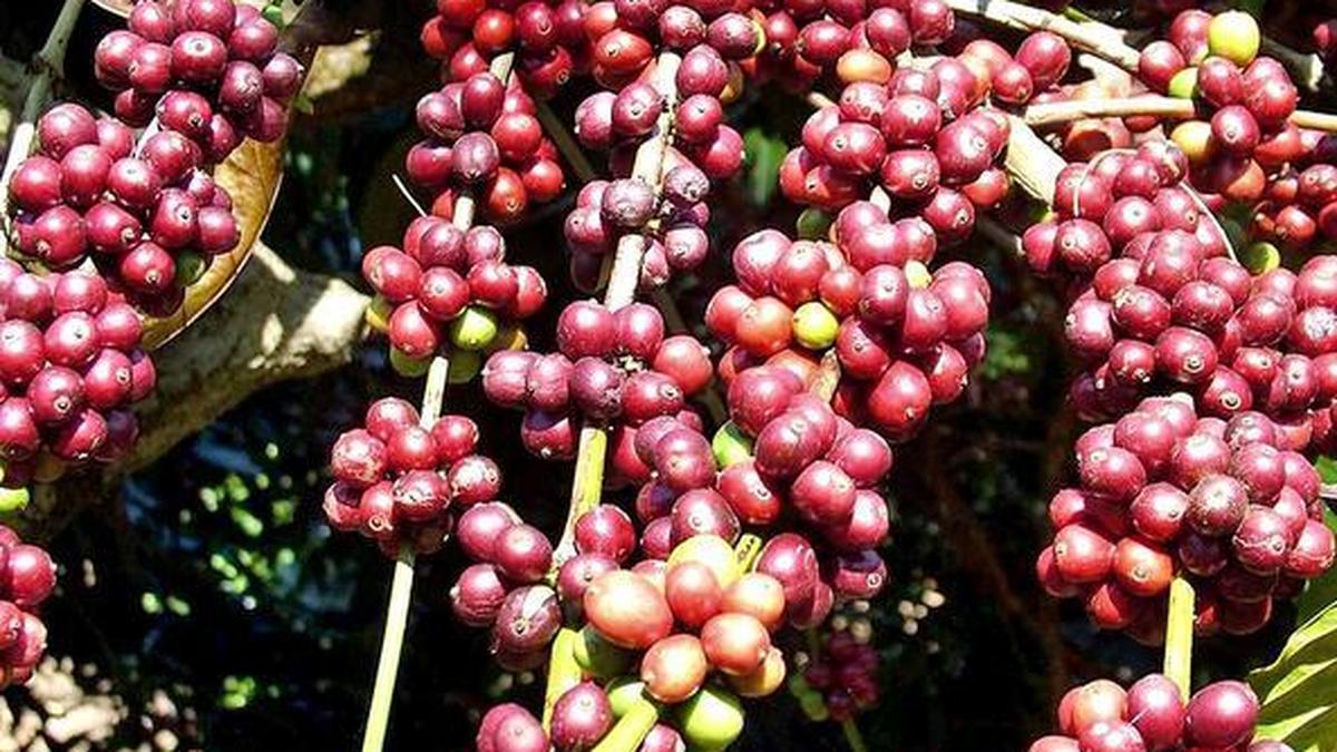 Indian coffee steadily moving from commodity-led to quality, experience-driven market: Coffee Board