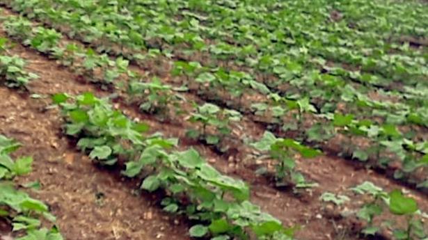 Rains damage over 12K hectares of standing crops in Yadgir district