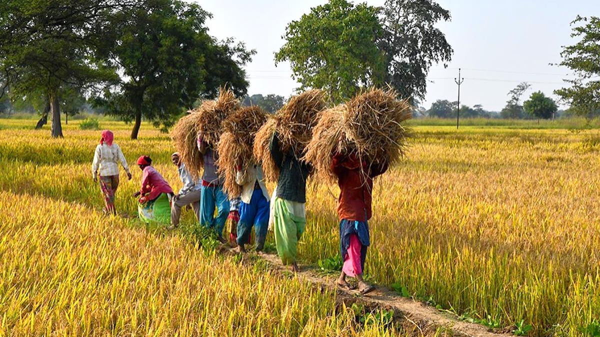 Chhattisgarh government transfers outstanding paddy bonus to nearly 12 lakh farmers