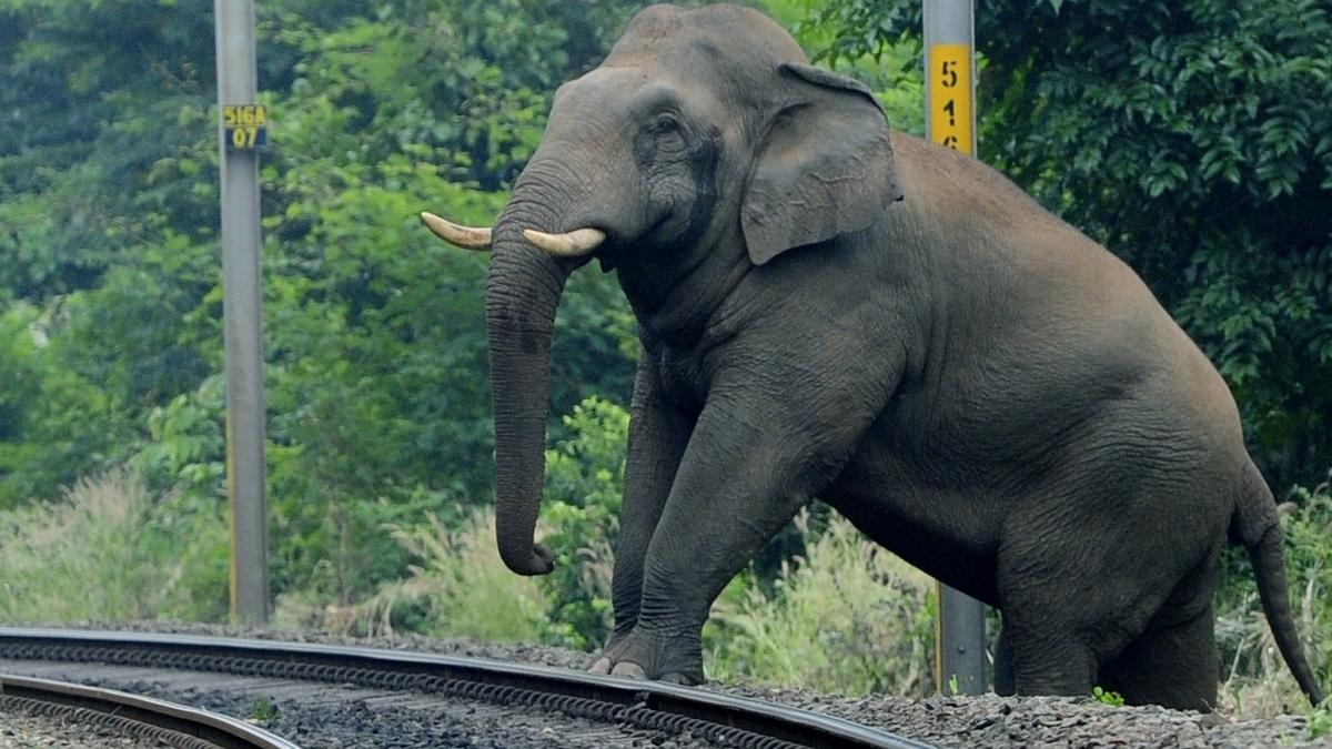 Human-wildlife conflict in Kerala: CAG slams Forest dept for lapses in protecting wildlife habitats