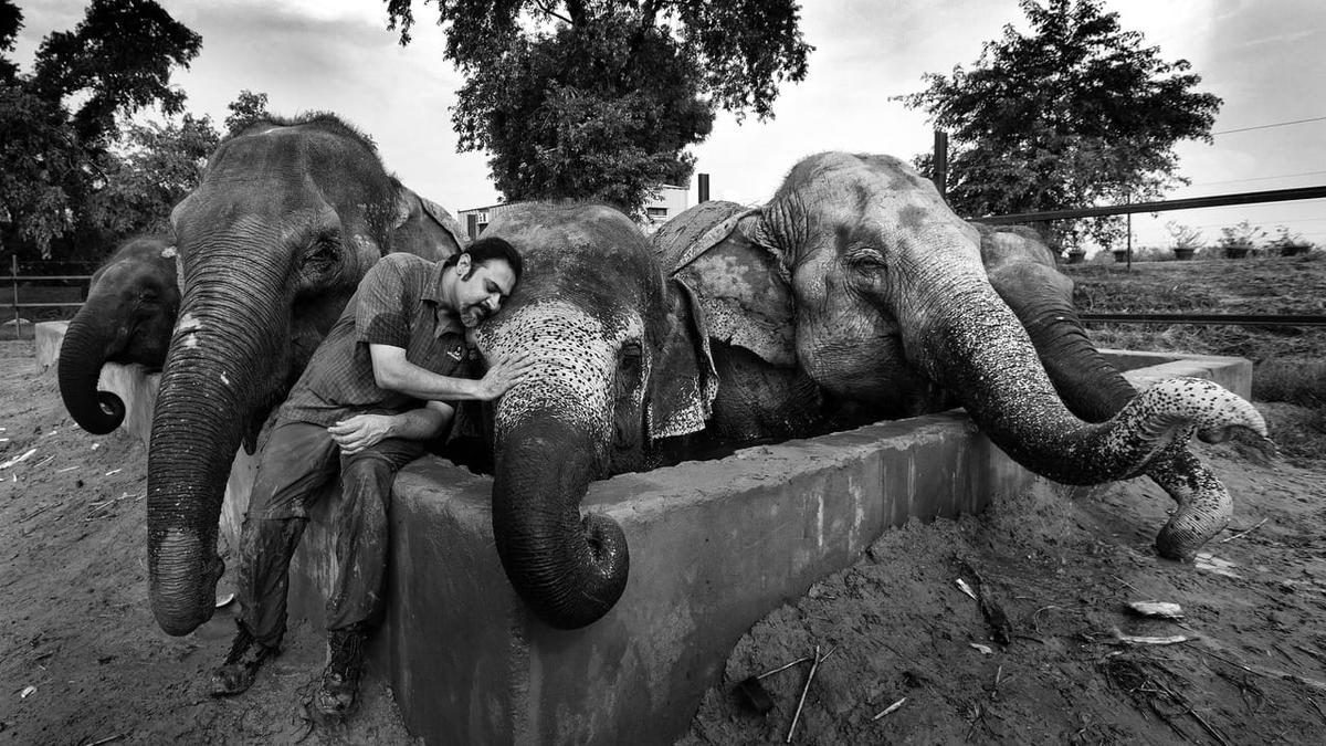 Take a tour of the Wildlife SOS Elephant Hospital - The Hindu