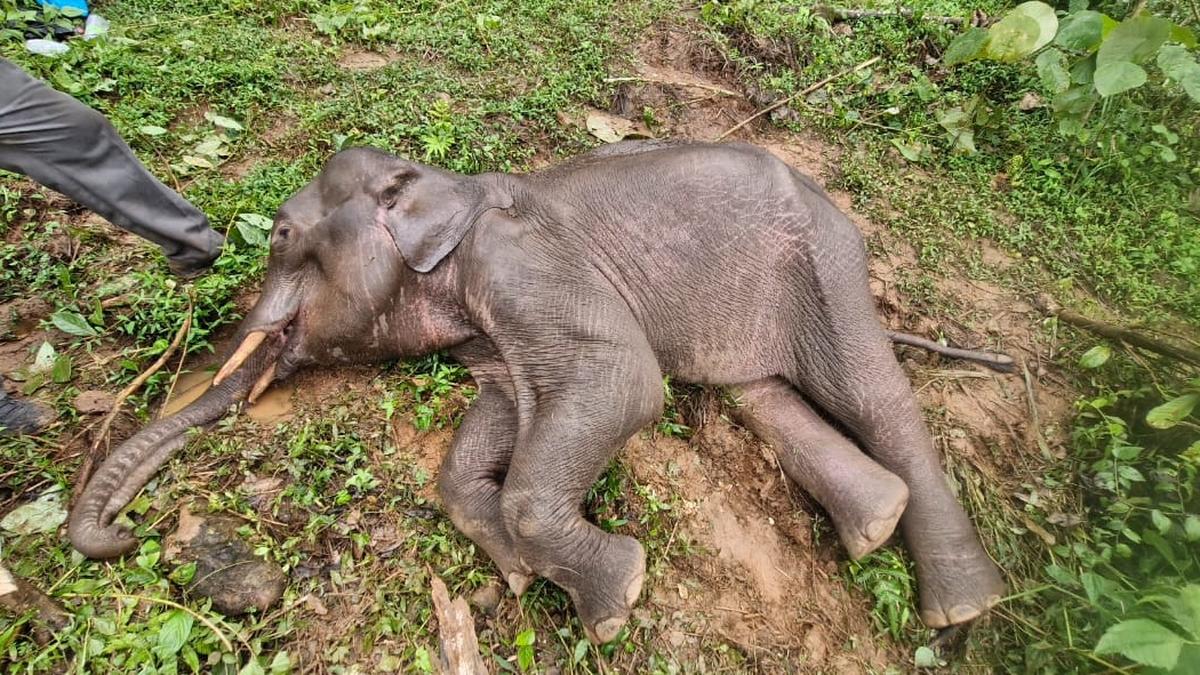 Elephant calf found in weak condition at Aralam Farm dies