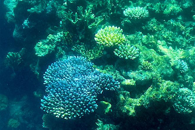 
Explained| The Great Barrier Reef’s recovery and vulnerability to climate threats
