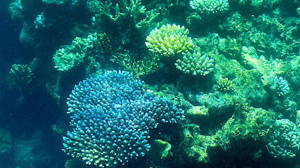 Explained | The Great Barrier Reef’s recovery and vulnerability to climate threats