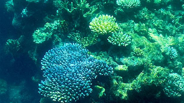 Expliqué|  Le rétablissement de la Grande Barrière de Corail et sa vulnérabilité aux menaces climatiques