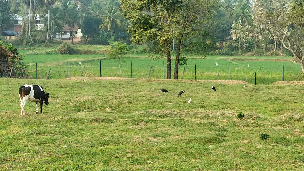 Near-threatened woolly-necked storks spotted at Chittur paddy fields 