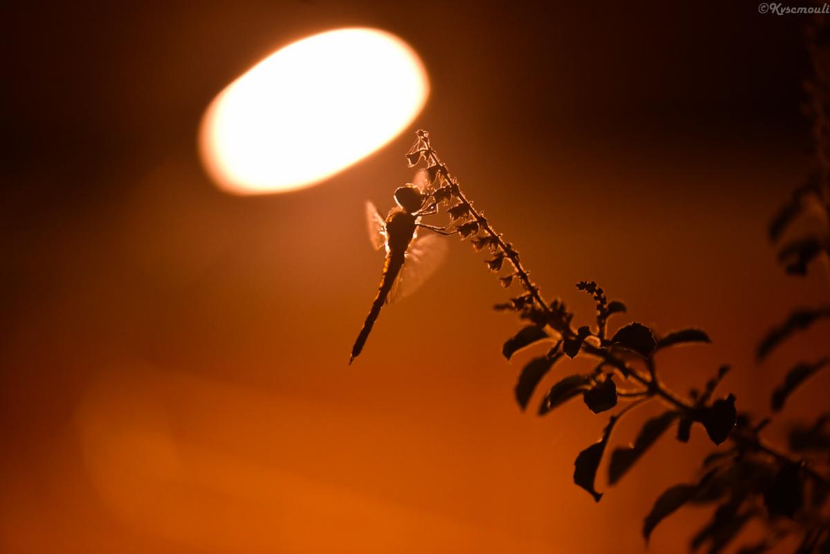 Dragon fly captured by Sarath Chandra Mouli