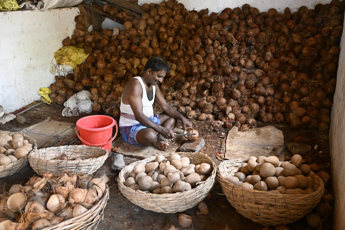 A farmer peeling copra from the shell at Tiptur, in Tumakuru district of Karnataka. 