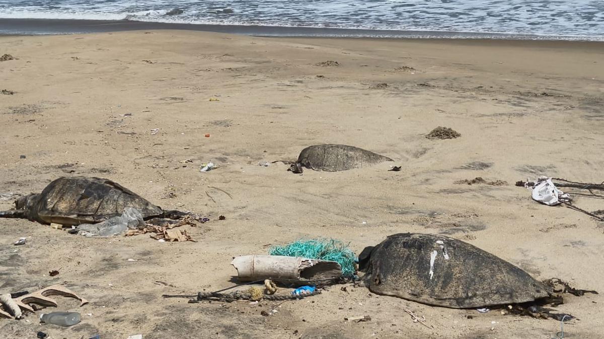 Olive Ridley deaths in Nagapattinam, Mayiladuthurai worry activists; officials say turtle deaths are within normal range