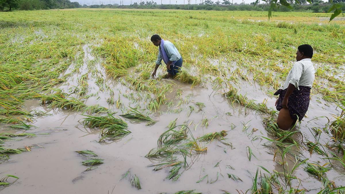 Cyclone Michaung: Eight lives lost, crops in nearly 11 lakh acres damaged in Andhra Pradesh