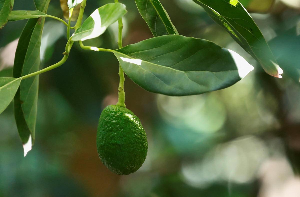 इसके पेड़ पर एक एवोकैडो.