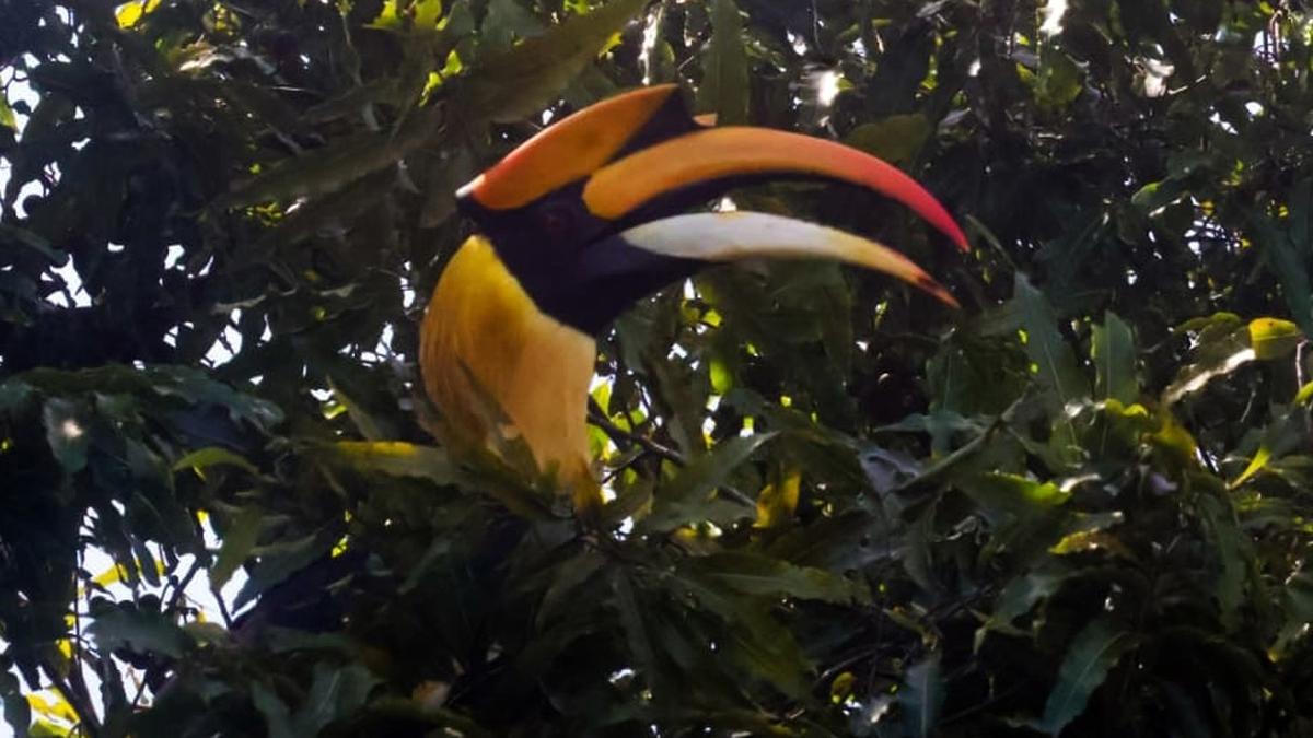 Majestic Great Hornbill makes a rare coastal appearance in Kodungallur