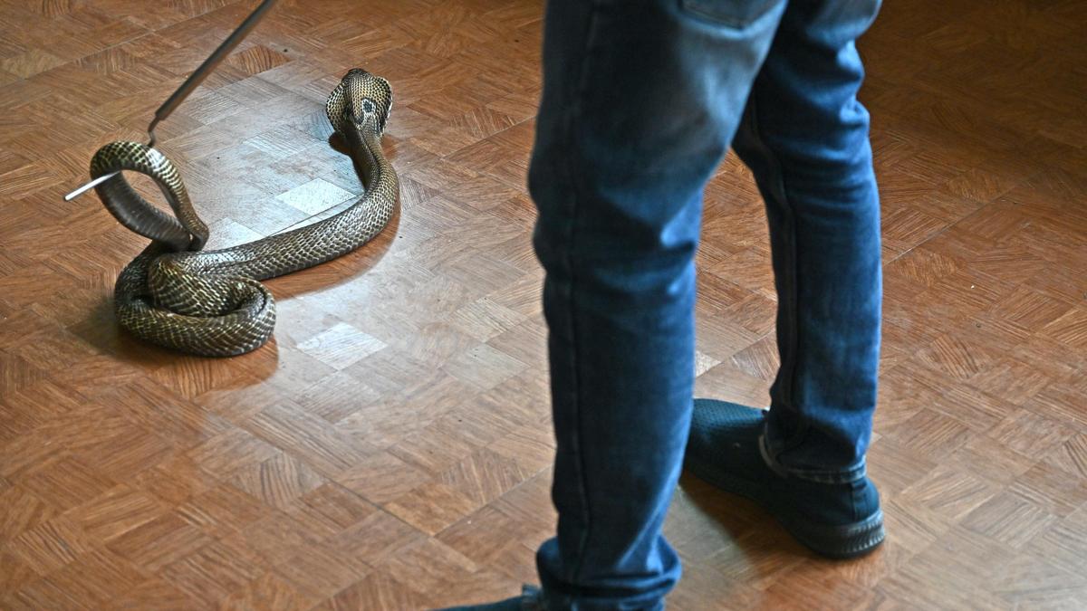 State releases action plan to combat snakebite envenomation
