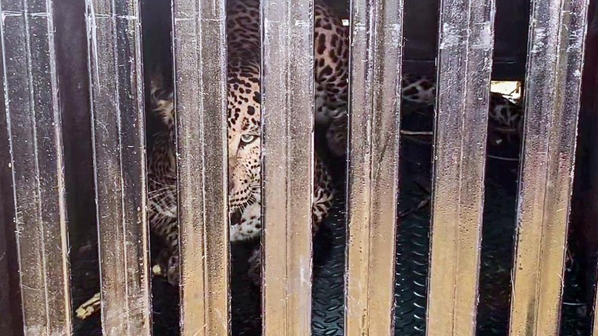'Man-eater' leopard shot dead in Pune