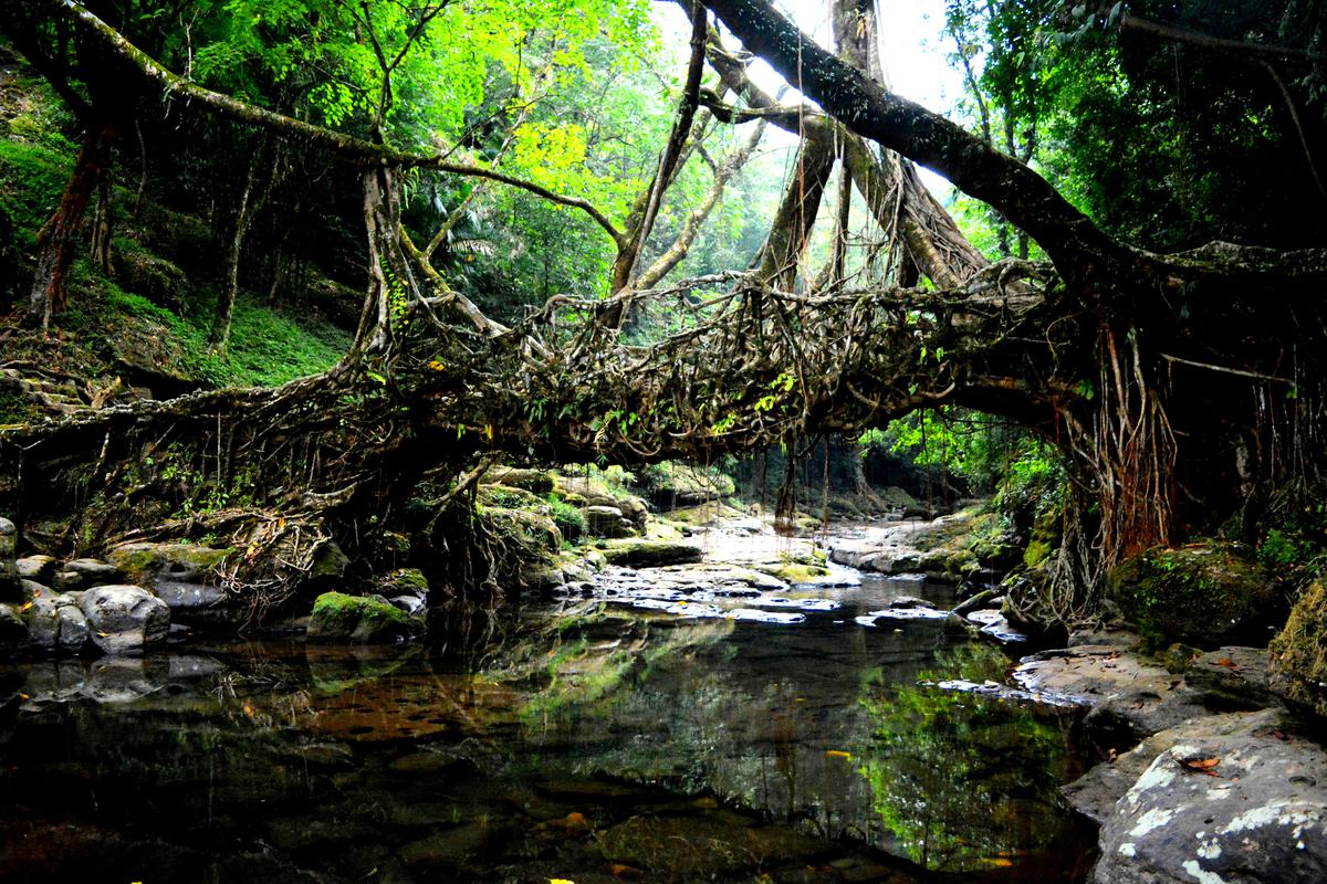 Ponts racines vivants dans le nord-est de l'Inde.  Certains d'entre eux auraient plus de 500 ans.
