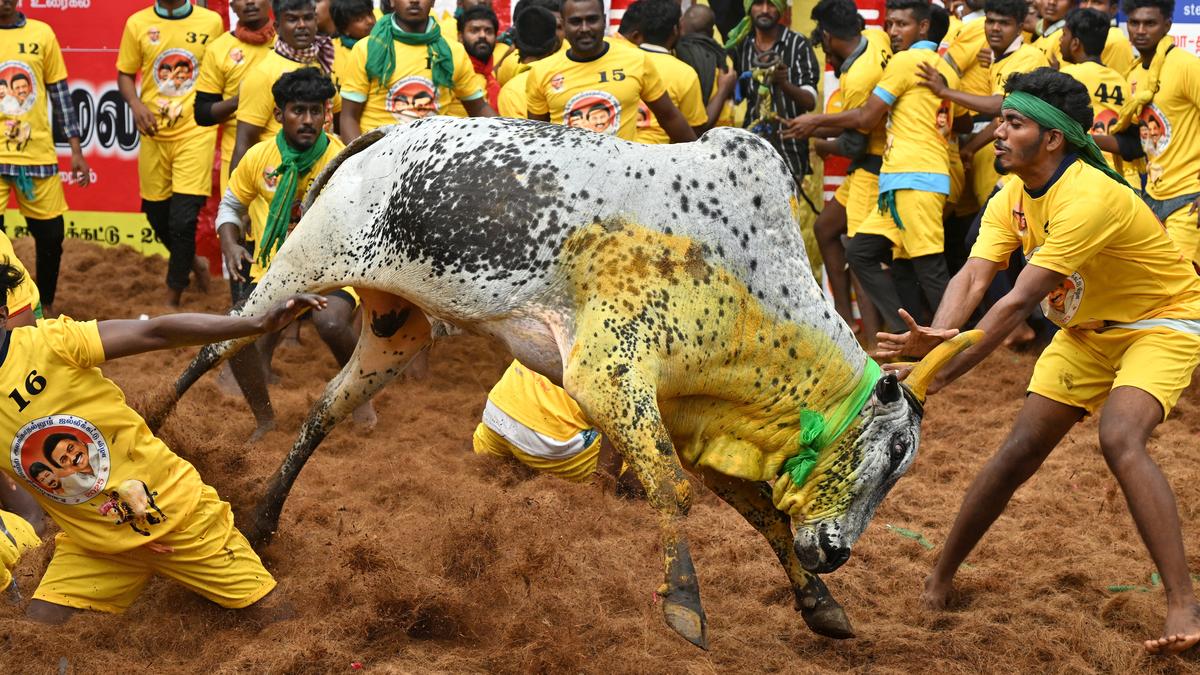 Spectator dies in Alanganallur jallikattu