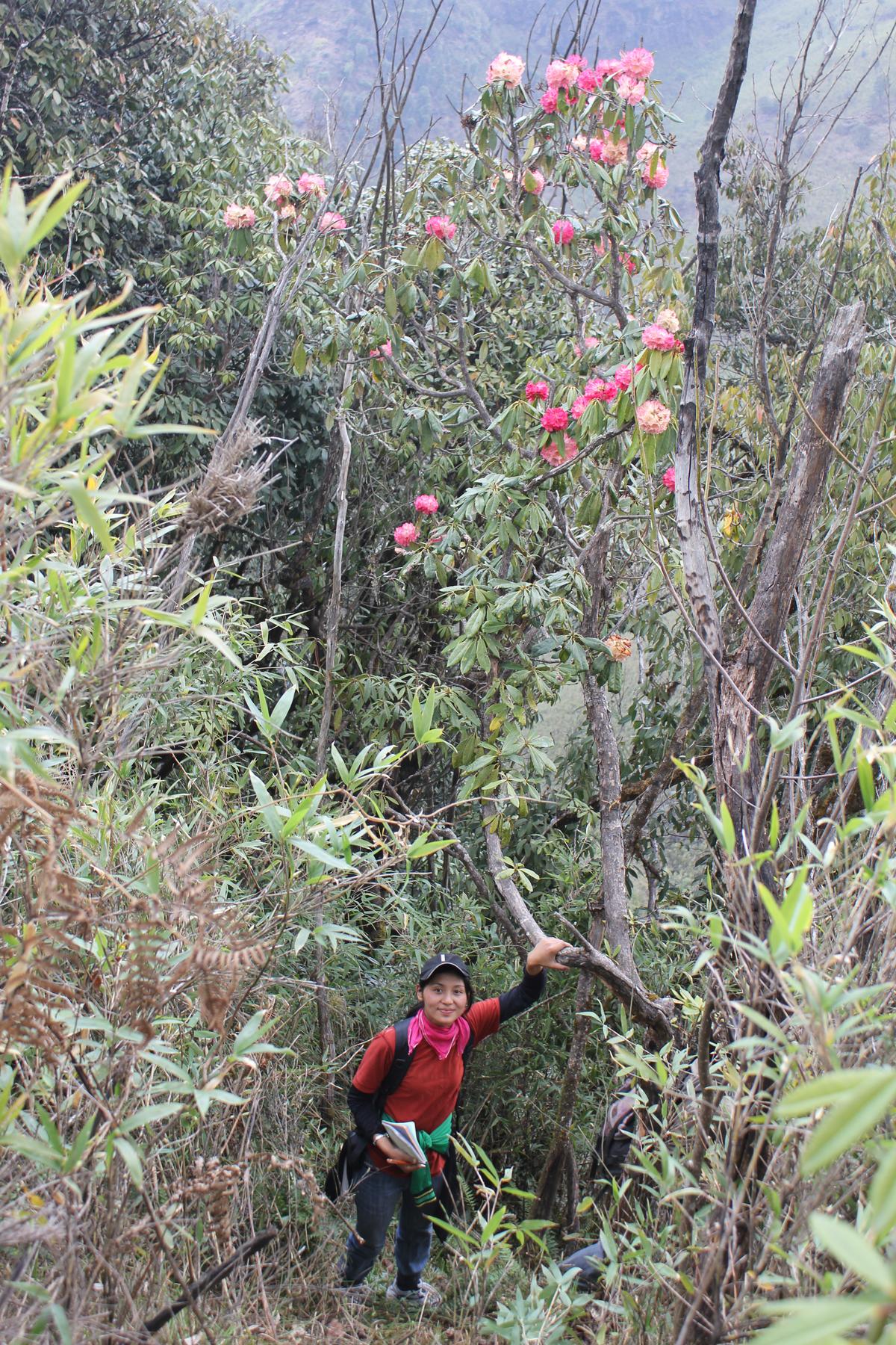 Rhododendron wattii tree in Dzukou Valley.