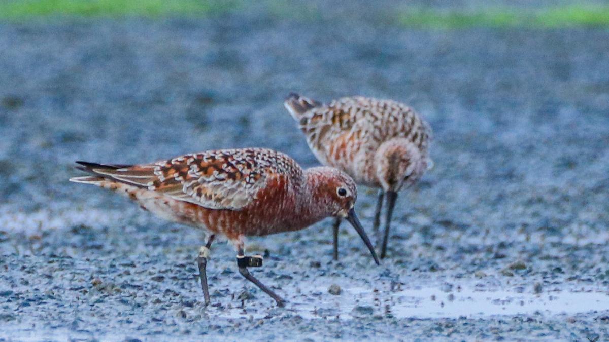 On the tail of a tagged Curlew sandpiper