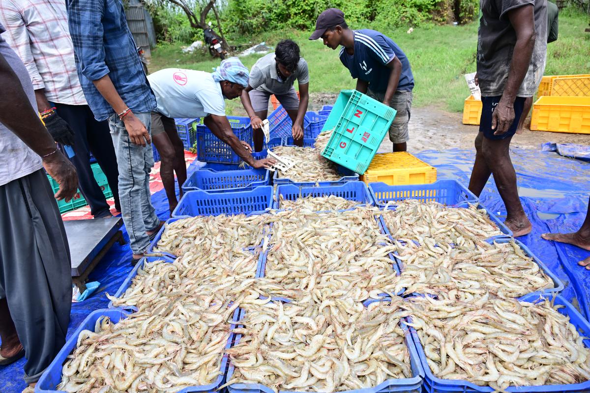 Labourers packing shrimp in trays near Gollalakoderu village in West Godavari district.