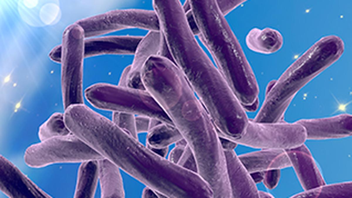 Studies zero in on biology TB bacteria use to evade immune response
Premium