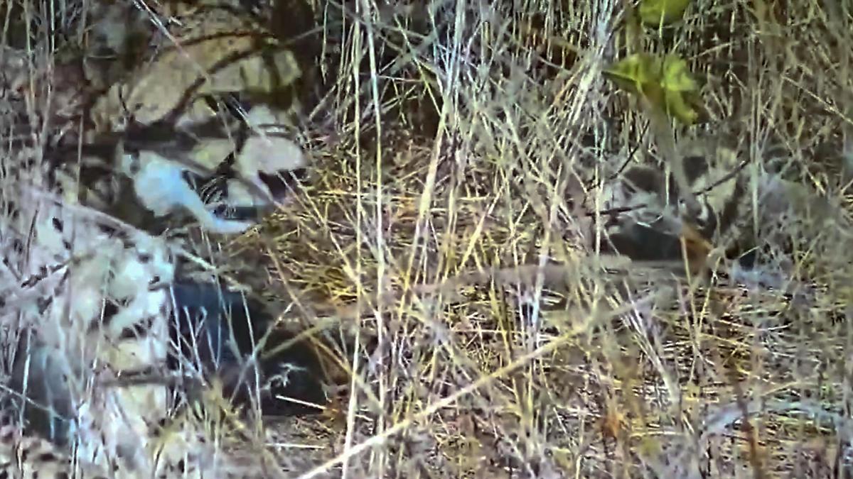 Five cubs born to Namibian cheetah at Madhya Pradesh’s Kuno National Park; population rises to 35