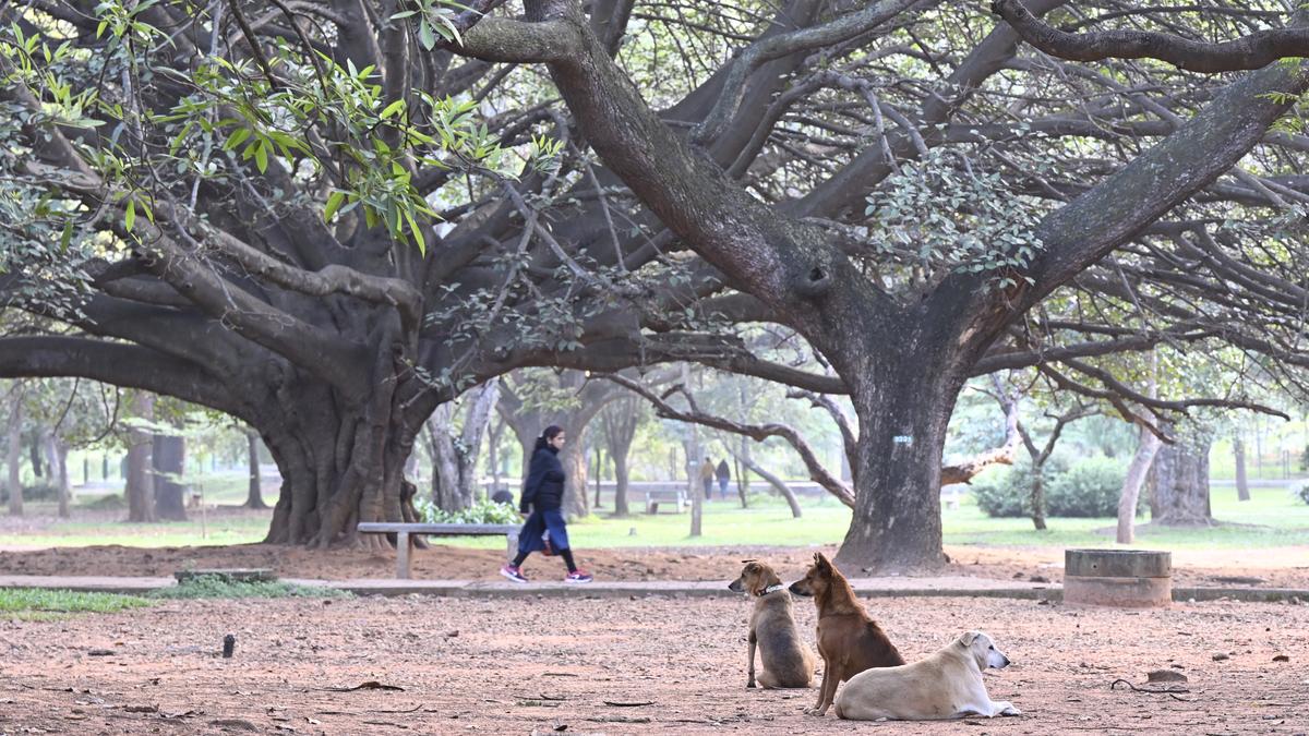 CJ Memorial Trust’s canine squads lead the way in caring for Bengaluru’s Indie dogs 